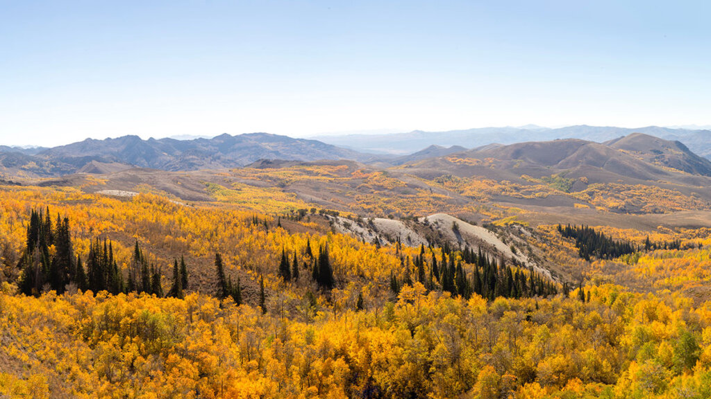 fall colors in copper basin jarbidge nevada