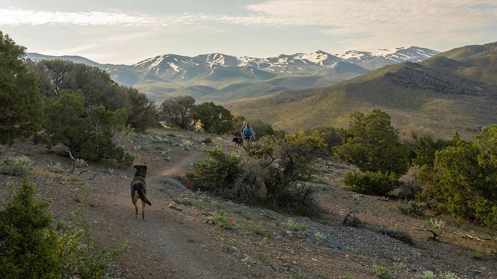 hikers and dogs on the pinyon trail in gardnerville