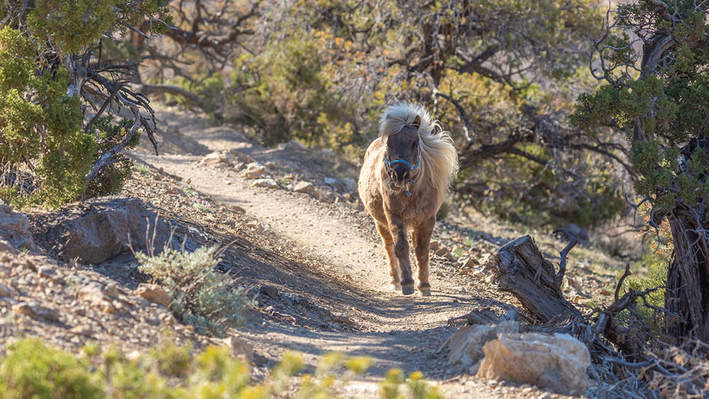 mini horse on the pinyon trail in gardnerville