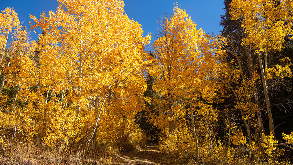 leaves at Oxbow Nature Study Area