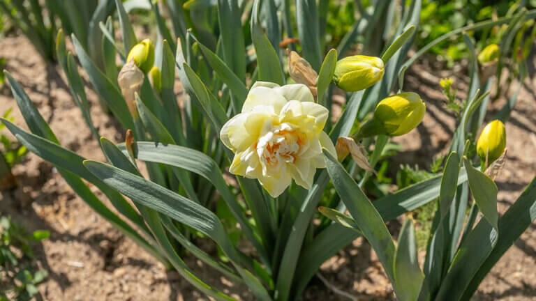 flowers at yellow petal flower farm fallon nevada