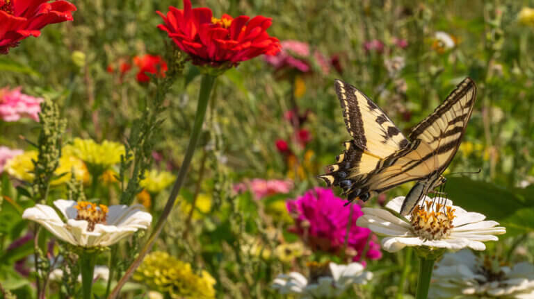 butterfly on flowers at yellow petal flower farm fallon nevada