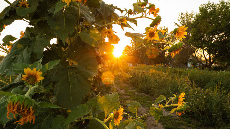 sunflowers at yellow petal flower farm fallon nevada