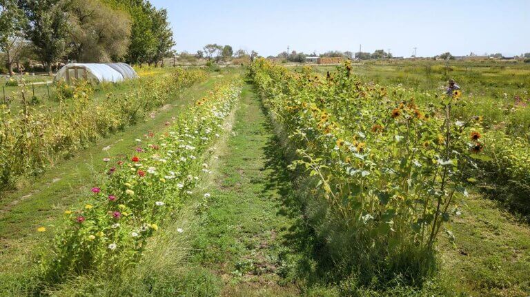 field of flowers at yellow petal flower farm fallon nevada