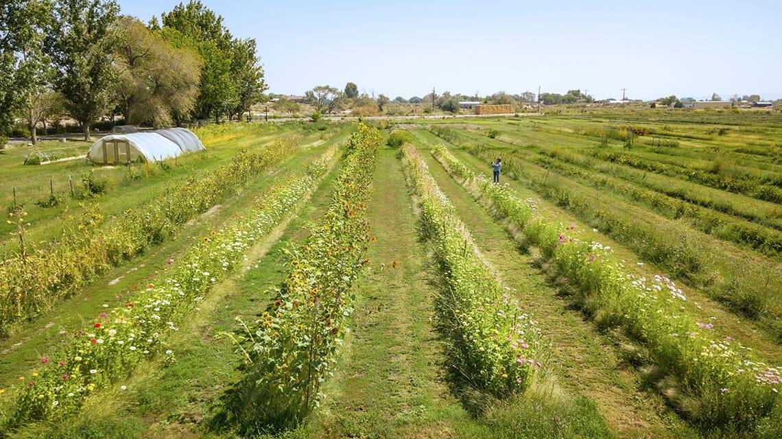 field of flowers at yellow petal flower farm fallon nevada