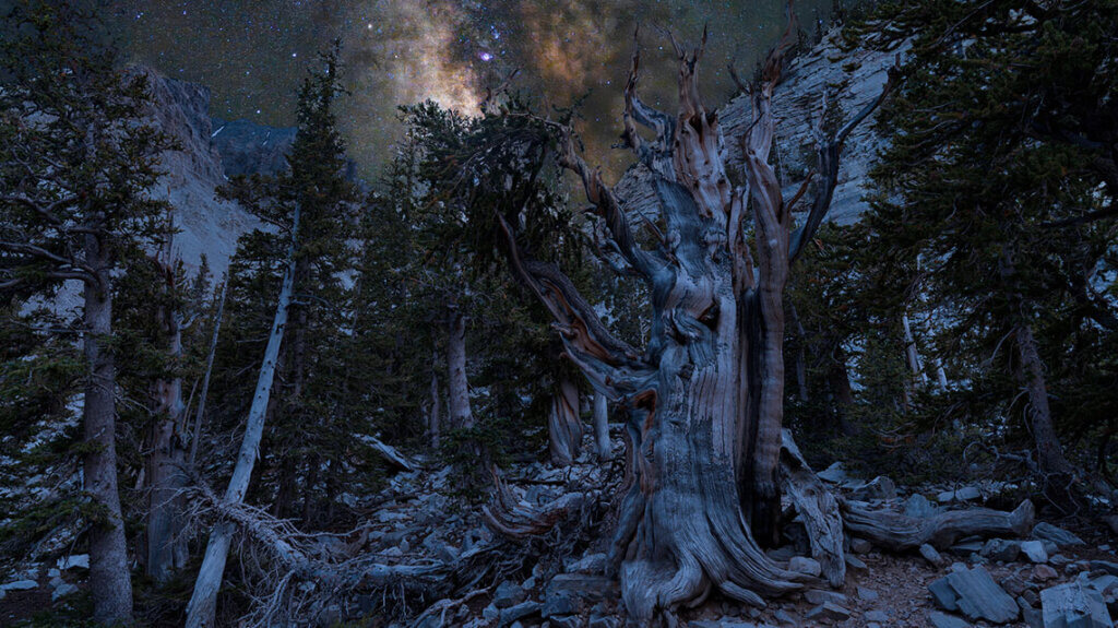 bristlecone pines and stargazing at great basin national park