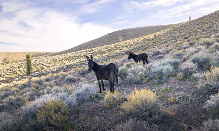 Nevada Wildlife Areas