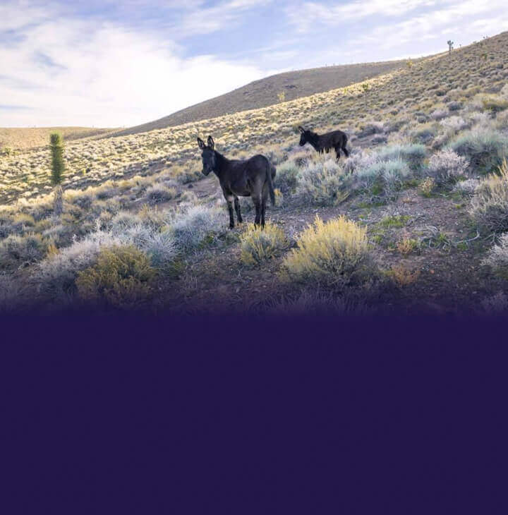 Nevada Wildlife Areas