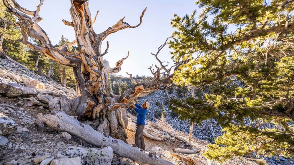 bristlecone tree at great basin national park