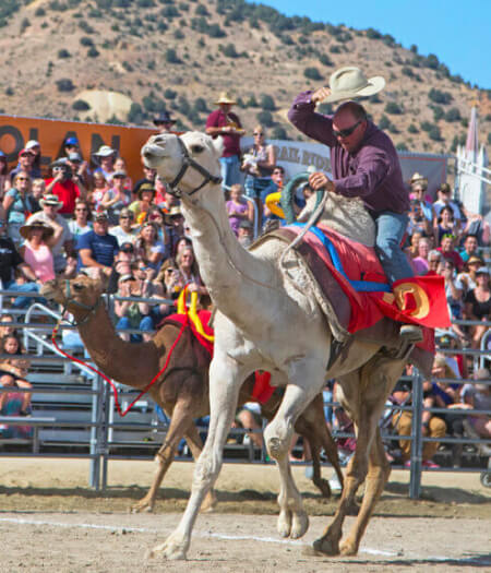 camel ostrich races card