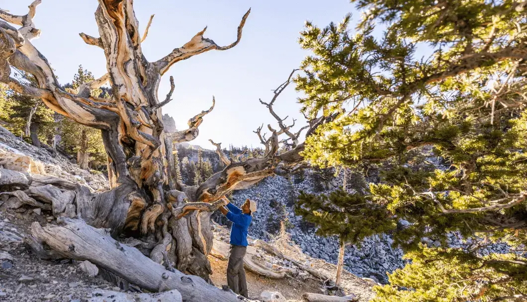 Man standing by bristlecone pine