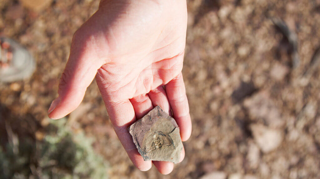 trilobite in nevada