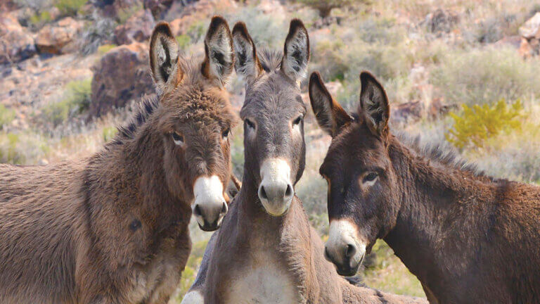 three burros in nevada