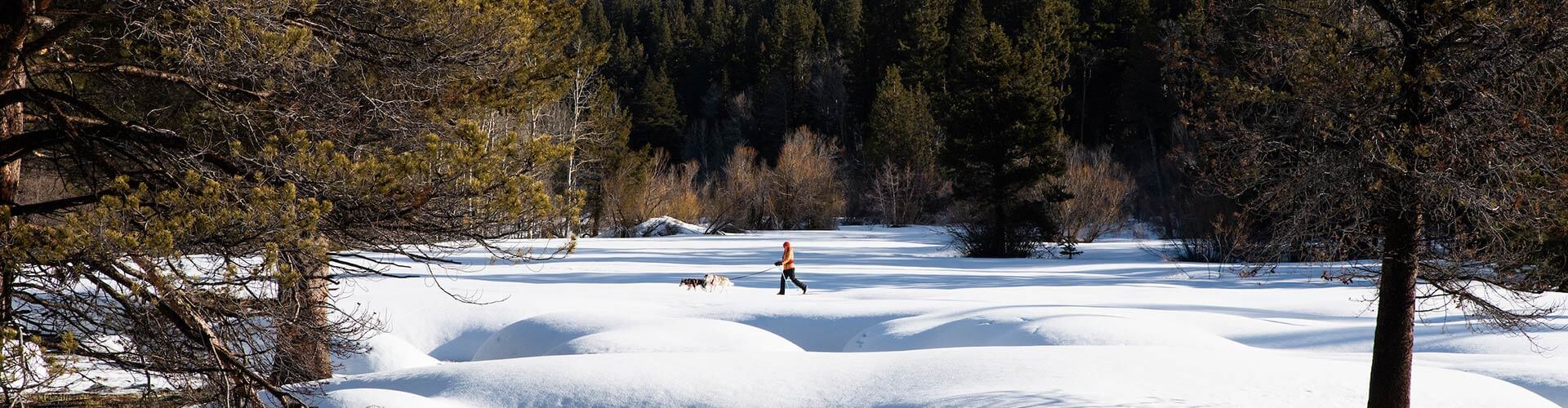 a woman walking dogs in the snow at lake tahoe nevada
