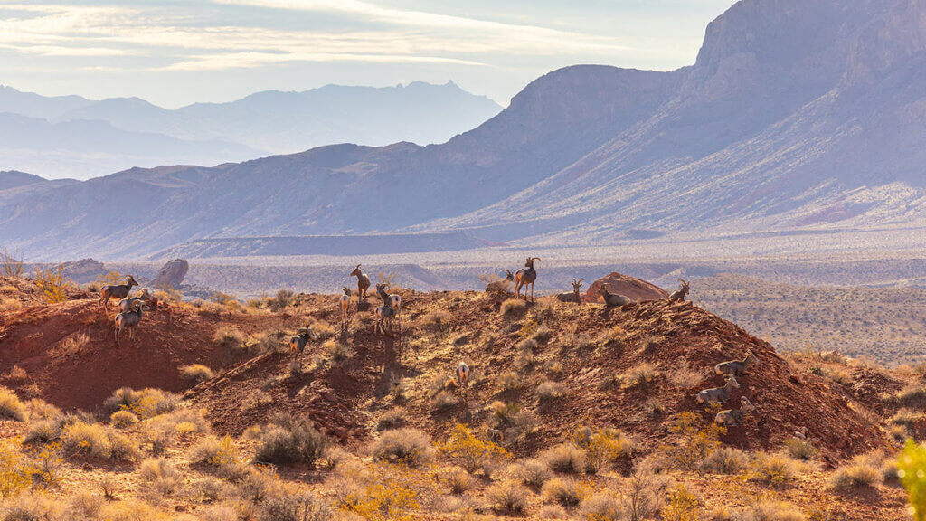 desert bighorn sheep at valley of fire state park in nevada