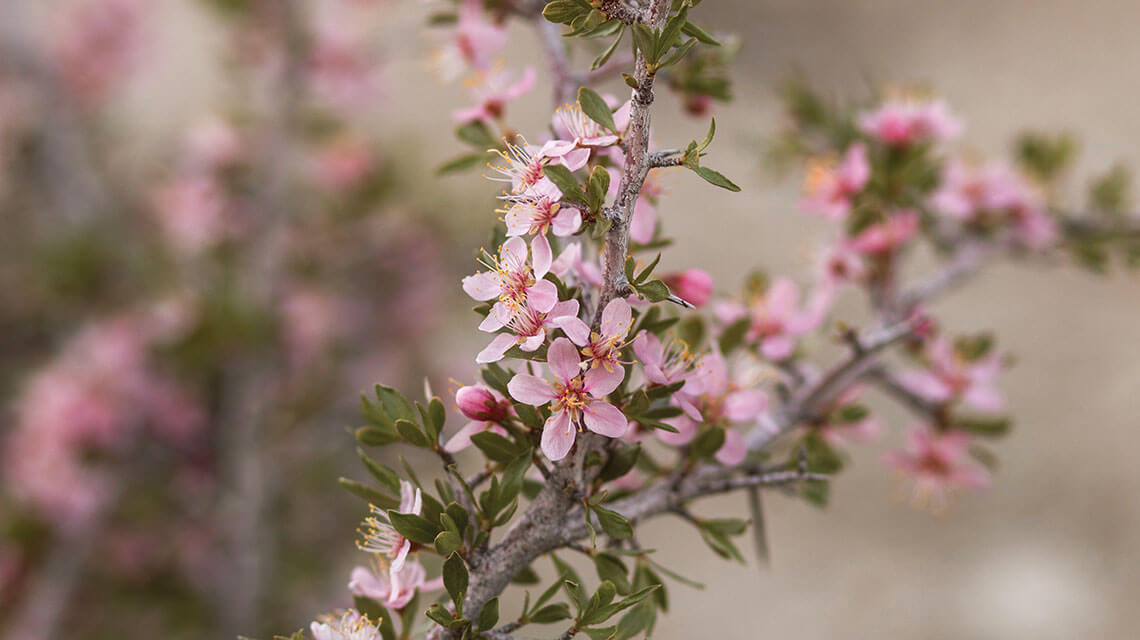 desert peach wildflowers in nevada