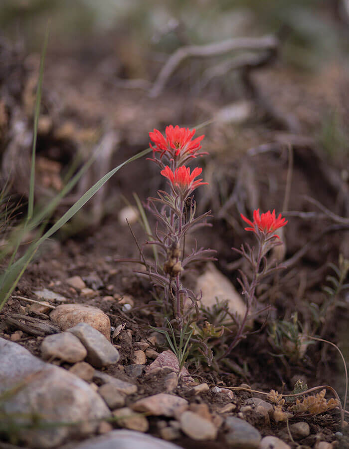 indian paintbrush nevada wildflowers