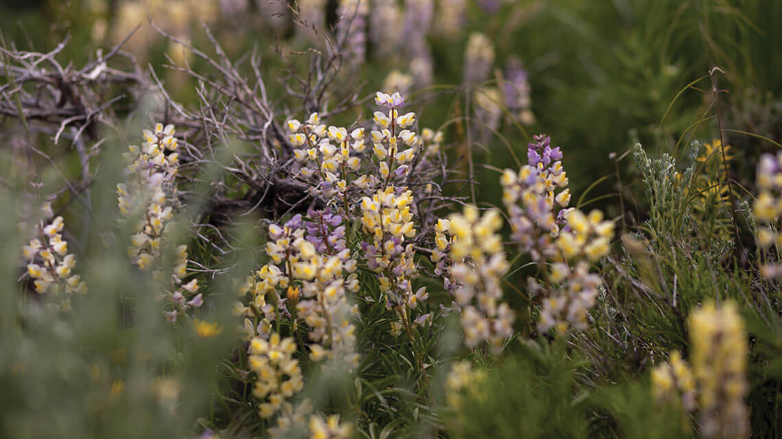 lupine wildflowers in nv