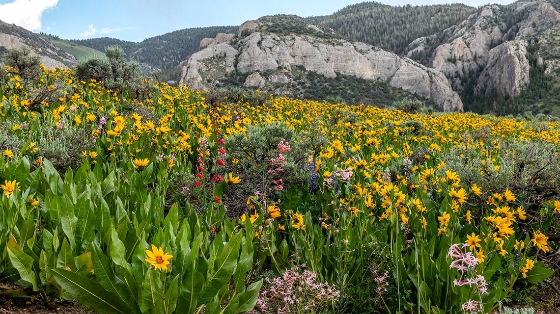 wildflowers near success loop in ely nevada