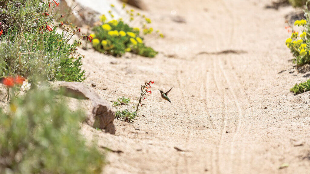 hummingbird and wildflowers at tamarack peak in nevada