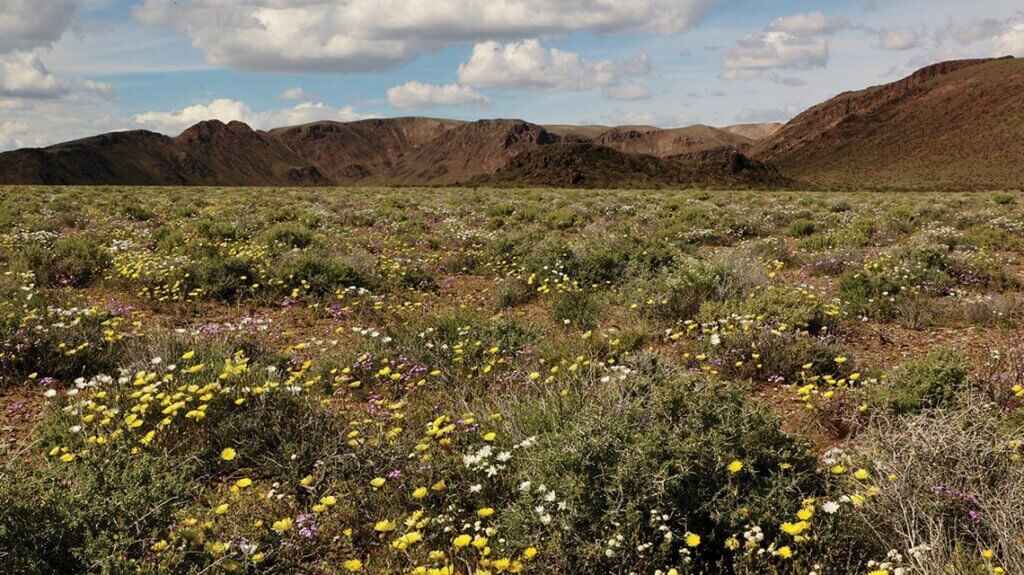 wildflowers near beatty nv