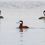 Ruddy duck and other shorebirds on Washoe Lake