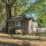 Sheep in a pen with chickens and a farmhouse in the background