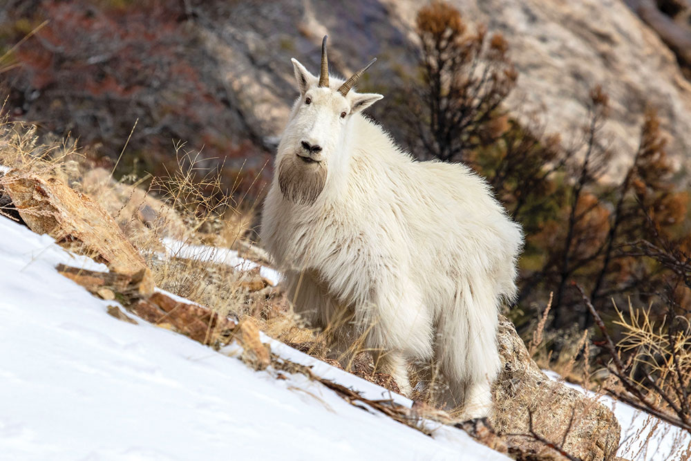 An inquisitive mountain goat stands on a snowy hillside, looking at the camera.