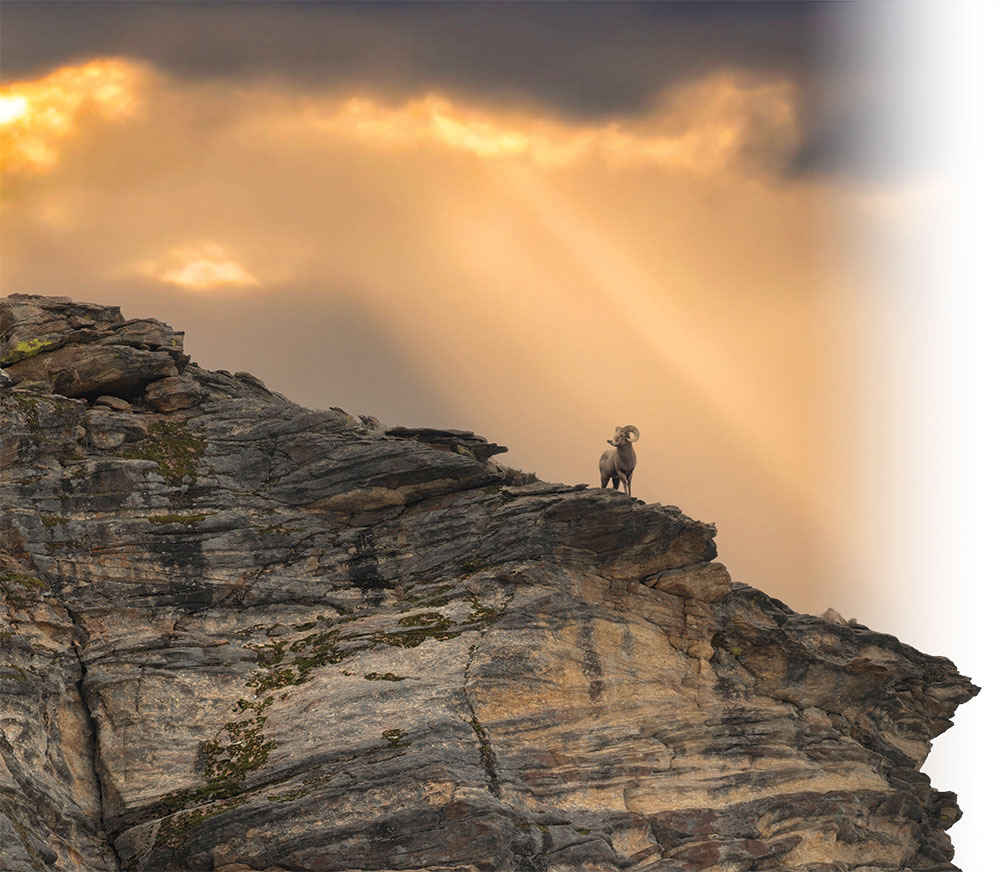 A bighorn sheep stands on the edge of a cliff