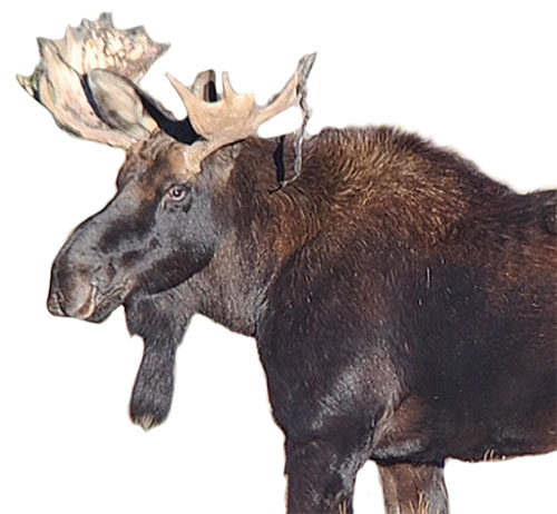 Close-up of a moose