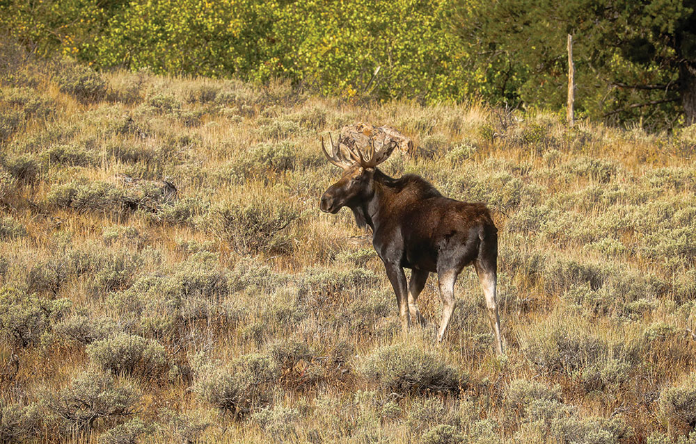 A moose in a sagebrush field