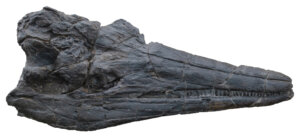 Triassic-period ichthyosaur skull nicknamed “Jim II” excavated in the Augusta Mountains in 2015.