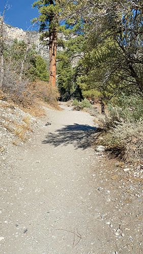 A dirt trail leads off into a forested area with a tall rocky mountain in the distance. 