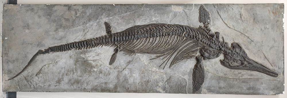 Full fossil of Ichthyosaur. 