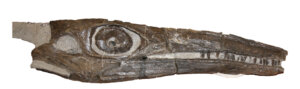 Triassic-period ichthyosaur skull nicknamed “Martina” excavated in the Augusta Mountains of Nevada in 2011