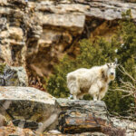 A mountain goat standing on a rock
