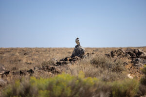 Hawk sitting on a rock in Sheldon National Wildlife Refuge.
