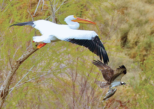 A pelican chasing an osprey that has a fish in its talons