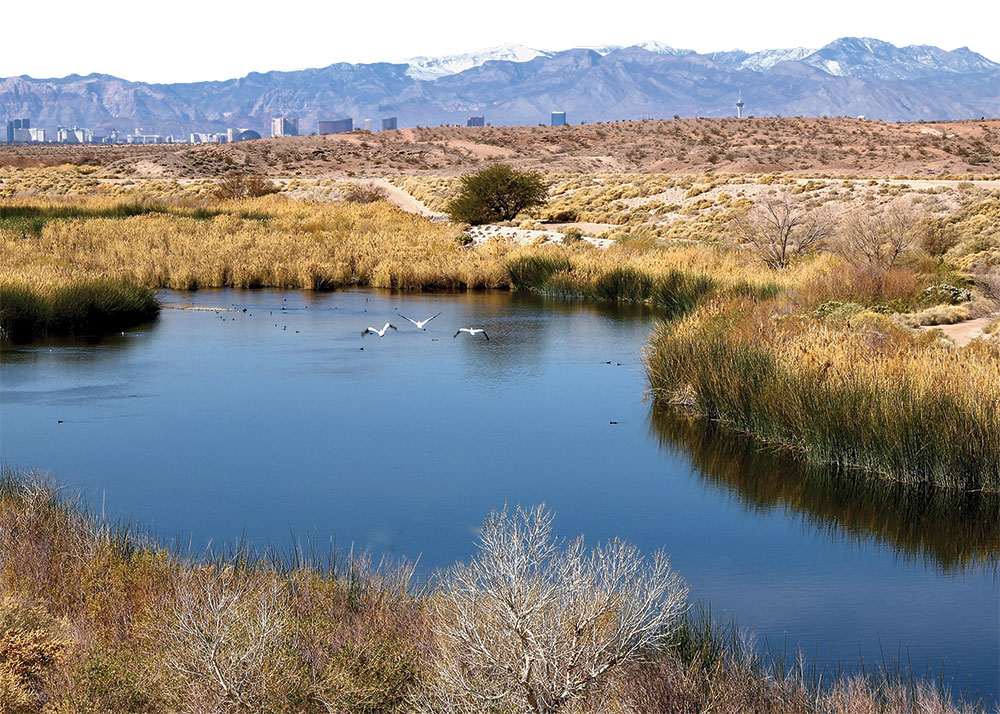 Water fowl on a river outside Las Vegas (seen in the background)