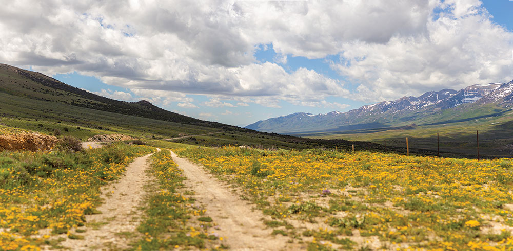 A dirt road leading into the distance, with snowcapped mountains on the right and yellow flowers on both sides of the road and in the middle.