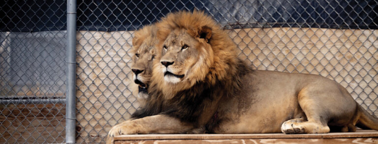 Where the Wild Things Are…in Nevada