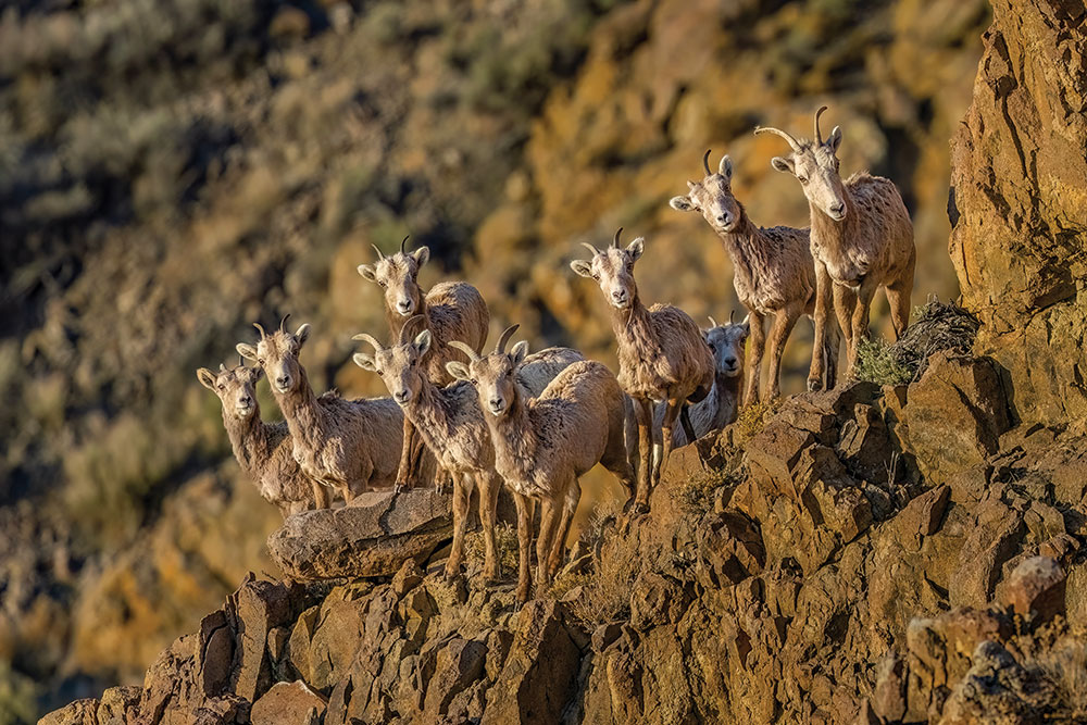 A small herd of bighorn sheep curiously look at the camera while standing on a rocky cliff