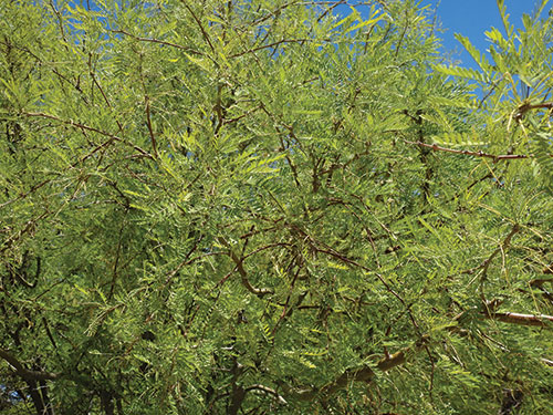 Honey mesquite tree