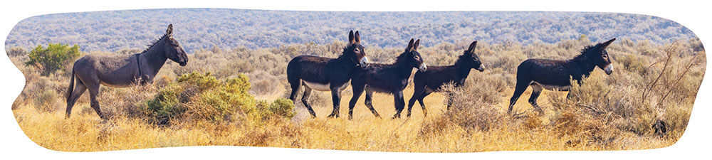 A group of burros traveling through the high desert