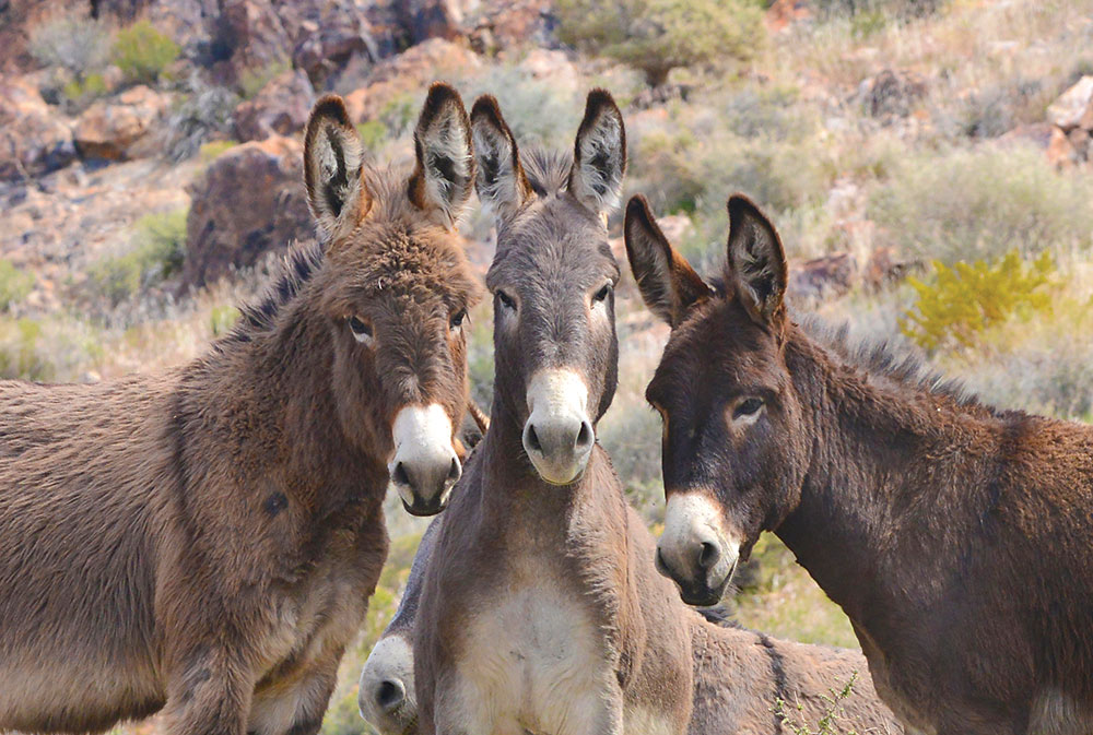 Three burros of three different colors stand together and look at the camera