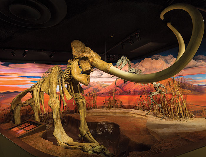 Ancient Nevada Part V: Plants & Animals