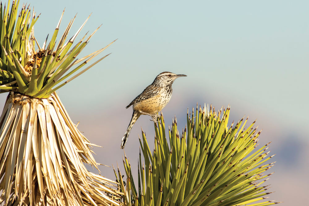 Cactus Wren sitting on Joshua tree in Wee Thump Joshua Tree Wilderness.