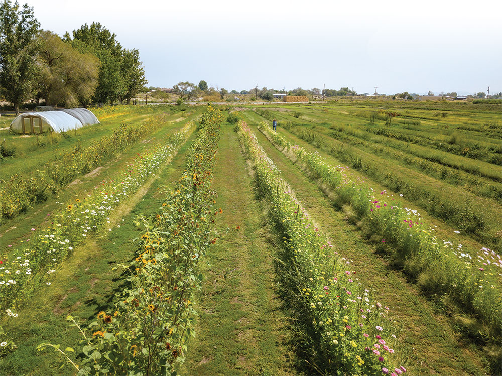 Drone photo of a woman walking among rows of flowers at a flower farm