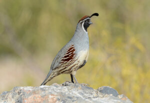 Gambel's Quail in Wee Thump Joshua Tree Wilderness.
