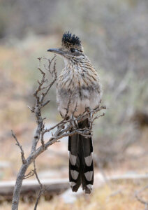 Greater Roadrunner in Wee Thump Joshua Tree Wilderness.